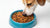Can Dogs Eat Betta Fish Food? Understanding Pet Nutrition Across Species-140134940911