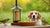 Can Dogs Eat Bird Food? Understanding the Risks and Keeping Your Pup Safe