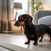 Can Dogs Eat Biscuits and Gravy? Understanding the Risks and Benefits
