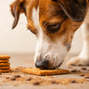 Can Dogs Eat Biscuits With Sugar? Safety and Healthy Alternatives