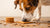 Can Dogs Eat Biscuits with Sugar? Understanding Dog Treats and Their Implications-141106315503