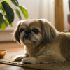 Can Dogs Eat Blue Cheese? Understanding the Risks and Alternatives