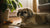 Can Dogs Eat Blue Cheese? Understanding the Risks and Alternatives
