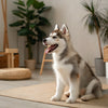 Can Dogs Eat Brazil Nuts? A Comprehensive Guide for Pet Owners