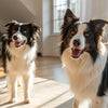 Can Dogs Eat Bread? Understanding the Risks and Benefits