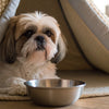 Can Dogs Eat Butter Biscuits? Understanding the Risks and Alternatives