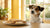 Can Dogs Eat Butter Cookies? A Comprehensive Guide for Pet Owners-140926779631