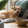Can Dogs Eat Buttermilk Biscuits? Understanding the Risks and Benefits