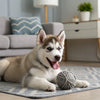 Can Dogs Eat Calamari? Understanding the Risks and Benefits