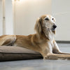 Can Dogs Eat Caramel? Understanding the Risks and Alternatives