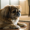 Can Dogs Eat Cat Biscuits? Understanding the Risks and Nutritional Needs