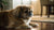 Can Dogs Eat Cat Biscuits? Understanding the Risks and Nutritional Needs