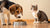 Can Dogs Eat Cat Dry Food? Understanding the Risks and Recommendations