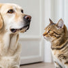 Can Dogs Eat Cat Food All the Time? Understanding Your Pet's Dietary Needs