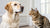 Can Dogs Eat Cat Food All the Time? Understanding Your Pet's Dietary Needs