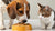 Can Dogs Eat Cat Food Biscuits? Understanding the Risks and Nutritional Needs