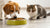 Can Dogs Eat Cat Food Dry? Understanding the Risks and Nutritional Differences