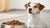 Can Dogs Eat Cat Food for One Day? Understanding the Risks and Alternatives