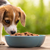 Can Dogs Eat Cat Food in a Pinch? Understanding the Risks and Alternatives