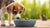 Can Dogs Eat Cat Food in a Pinch? Understanding the Risks and Alternatives