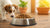Can Dogs Eat Cat Food in an Emergency? Understanding the Risks and Alternatives-140407570671