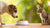 Can Dogs Eat Cat Food Long Term? Understanding the Risks and Best Practices-140137201903