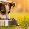 Can Dogs Eat Cat Food Meat? Understanding the Risks and Benefits