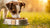 Can Dogs Eat Cat Food Meat? Understanding the Risks and Benefits