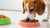 Can Dogs Eat Cat Food Occasionally? Exploring the Risks and Alternatives-140296519919