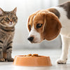 Can Dogs Eat Cat Food on a Regular Basis? Understanding the Implications for Your Pet's Health