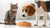 Can Dogs Eat Cat Food on a Regular Basis? Understanding the Implications for Your Pet's Health