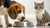 Can Dogs Eat Cat Food One Time? Understanding the Risks and Recommendations-140139102447