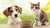 Can Dogs Eat Cat Food Regularly? An In-Depth Look at Pet Nutrition-140135891183