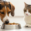 Can Dogs Eat Cat Food Temporarily? What You Need to Know