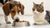 Can Dogs Eat Cat Food Temporarily? Understanding the Risks and Considerations