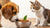 Can Dogs Eat Cat Food? Understanding the Risks and Implications