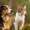 Can Dogs Eat Cat Food? Understanding the Risks and Nutritional Differences