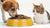 Can Dogs Eat Cat Food Wet? Understanding the Risks and Differences Between Dog and Cat Food-140407898351