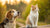 Can Dogs Eat Cat Food Without Getting Sick? Understanding the Risks and Nutritional Needs-140140609775