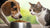 Can Dogs Eat Cat Kibble? Understanding the Nutritional Needs of Our Pets