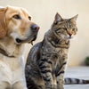 Can Dogs Eat Cat Kibble? Understanding the Risks and Nutritional Differences
