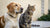 Can Dogs Eat Cat Kibble? Understanding the Risks and Nutritional Differences