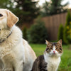 Can Dogs Eat Cat Wet Food? Understanding the Risks and Guidelines