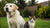 Can Dogs Eat Cat Wet Food? Understanding the Risks and Guidelines