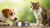 Can Dogs Eat Cat Wet Food? Understanding the Risks and Nutritional Needs