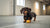 Can Dogs Eat Cheddar Biscuits? Understanding the Risks and Benefits