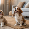 Can Dogs Eat Cheese Biscuits? Understanding the Risks and Benefits