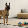 Can Dogs Eat Cherry Tomatoes? Understanding the Risks and Benefits
