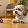 Can Dogs Eat Chia Seeds? Understanding the Benefits and Precautions