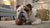 Can Dogs Eat Chicken Broth with Dry Food? Understanding the Benefits and Risks